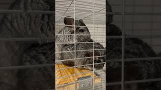 Chilling Chinchillas [upl. by Hatfield707]