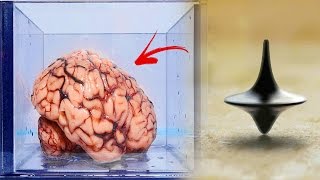 La Terrorífica Teoría del Cerebro en un Frasco ¿La Realidad es una iIusion [upl. by Lounge]