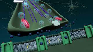 Nervecellens Opbygning  nervesignaler i synapsen [upl. by Flanna]