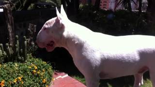 Bull Terrier Barking [upl. by Adniralc32]