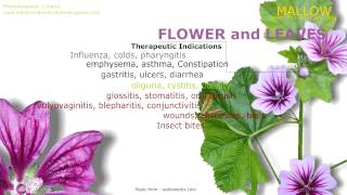 Mallow Health benefits of the Malva Sylvestris Mallow plant [upl. by Odnamla]