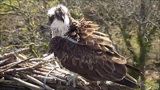 03 April 13 30  Unringed female visits  ©Bywyd Gwyllt Glaslyn Wildlife [upl. by Tenom275]