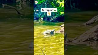 A terrapin basking in the Sun and many geese Terrapin coot canadageese geese 🪿 [upl. by Assira]