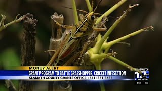 Klamath County announces grant program to battle grasshopper cricket infestation [upl. by Jaquelyn845]