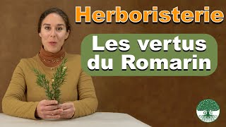 Le Romarin  ses bienfaits plante de lhiver plante aromatique et médicinale [upl. by Ahsikal]