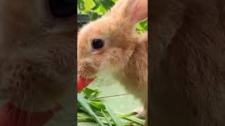 Cute Bunnies eating Fruits rabbit viral shorts cute fruit [upl. by Yvaht]