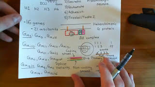 Histamine Receptors Part 2 [upl. by Reinaldos]