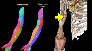 Dermatomes and Cutaneous fields [upl. by Clay855]