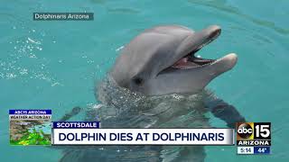 Bottlenose dolphin dies at Dolphinaris Arizona [upl. by Renie]