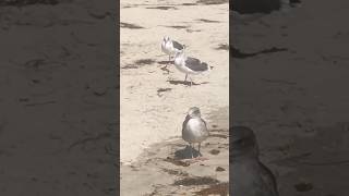 🌊Seagull🐦🤍🐦Paradise🌊 seagulls seagull seabirds birds birdlover 🌴beach beachlife ocean [upl. by Gish]