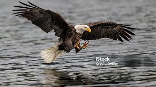 peregrine falcon attack eagle 2024 [upl. by Shirlee]