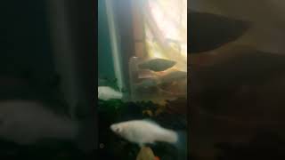 Silver White Molly silverwhitemollyfish fishing viralvideo video shortfeed shortvideo short [upl. by Rowley]