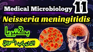 Neisseria meningitidis Meningococcus شرح بالعربي البكتيريا المسببه لمرض الالتهاب السحائي [upl. by Shanly132]