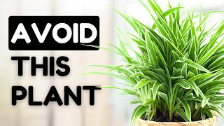 10 Easy Care Plants That Are Actually A Nightmare [upl. by Adlesirhc]