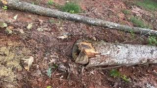 Harvesting some white oak logs for a sawmill order logging stihl sawmill [upl. by Nesilla173]