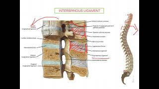 Interspinous Ligament VERTEBRAL COLUMN [upl. by Nesline]