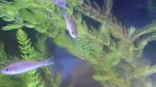 Cyprichromis leptosoma quotMpulunguquot mating [upl. by Reggis989]