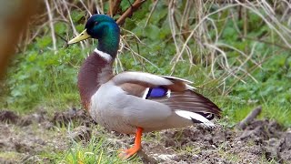 Mallard Calls  Duck Sounds [upl. by Eveineg]