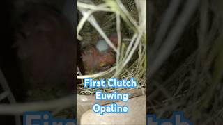 First Clutch  Lovebird Breeding  Euwing Opaline  Palefellow Lovebird  Green Opaline  Shorts [upl. by Eerized]