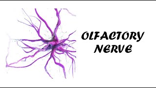 Olfactory Nerve Examination  Cranial Nerve 1 Examination  Clinical Examination of Olfactory Nerve [upl. by Niamor]