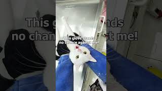 Cat Senses Danger at the Vet 😂 [upl. by Emelda]