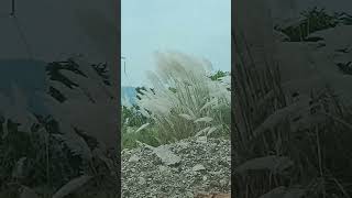 Cortaderia selloana White feather grass of IndiaOrnamental fountain grass found at roadside [upl. by Hanzelin220]