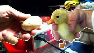 Incubating Duck Eggs from START TO FINISH  Rite Farm 3600 Incubator [upl. by Mihar]