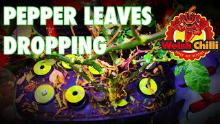 PEPPER LEAVES FALLING OFF Leaves falling off pepper and pepper plant leaves falling [upl. by Kyred899]