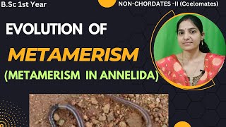 Evolution Of Metamerism BSc 1st year zoologyMetamerism In AnnelidacoelomatenonchordateAnnelids [upl. by Caroline]