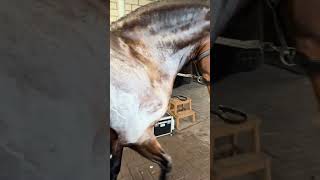 Why do Horses sweat foam science facts shorts [upl. by Aleetha]