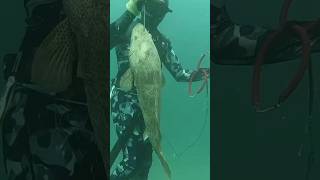 Spearfishing fishing spearfish fish woodenspeargun speargun ocean spearo shark spearow diy [upl. by Htepsle]