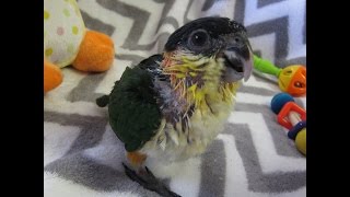 8 week old Baby Black Headed Caiques [upl. by Nnaassilem]