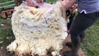 Valais Blacknose sheep stands to be sheared [upl. by Mcdade572]