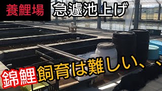 【養鯉場】錦鯉飼育は難しい、ダメだ今のままでは…。Koi 錦鯉 アクアリウム 養殖 [upl. by Amerigo]