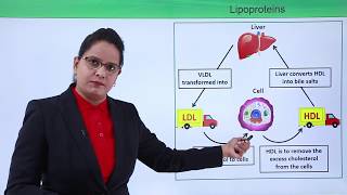 Class10th – Derived Lipids Cholesterol  Bio Molecules – Lipids  Tutorials Point [upl. by Namyaw]