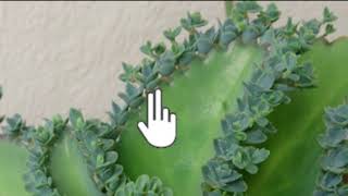 Vegetative propagation amp advantages  How do organisms reproduce  Biology  Khan Academy [upl. by Lowney]