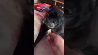 Dog is not eating food😔🙏l 😭 pleaseeeat food l dog dogfood puppy pug [upl. by Retla]