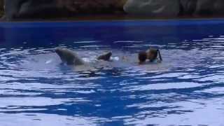 Dolphins Show Aqualand Adeje Tenerife August 2013 [upl. by Asillam]