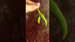 Chilli  Capsicum annum  Family Solanaceae Spicy Capsasin [upl. by Nawoj]