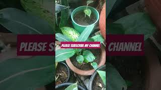 Beautiful Dieffenbachia Plant Variety music love plants gardeng nature gardening [upl. by Platon619]