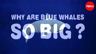 Why are blue whales so enormous  Asha de Vos [upl. by Nolana791]