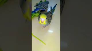 so cute baby birds lovebird lovebirdsound music [upl. by Lisan6]