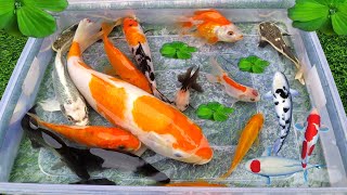 Unboxing Ikan Cupang Ikan Koki ikan lele Glofish Ikan Hias ikan Guppy ikan Channa Kura kura [upl. by Meriel]