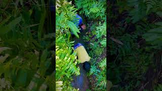 Fishing of drain side near by pond youtubeshorts shortvideos viralshorts fishing [upl. by Aeki]