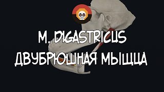 Двубрюшная мышца m digastricus 3D Анатомия [upl. by Maleki]