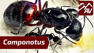 CAMPONOTUS ANTS What to expect amp How to care for your Pet Ant Colony [upl. by Rockafellow]