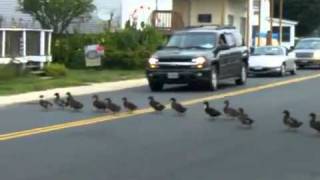 55 Ducks Crossing The Road Funny Video [upl. by Ymiaj329]