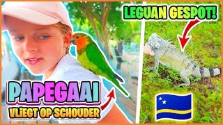 PAPEGAAi VLiEGT OP SCHOUDER amp LEGUANEN OP GOLFBAAN  Curaçao 🇨🇼  Bellinga Vlog 3058 [upl. by Chung983]