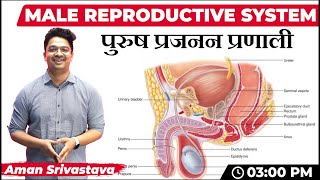 Male Reproductive System नर प्रजनन प्रणाली  All Govt Exams  Biology Special Class by Aman Sir [upl. by Nwahser]