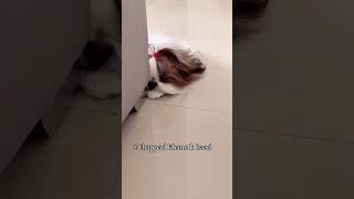 Shih tzu dog funny video 😂 shortsyoutube shihtzus [upl. by Alexandrina]